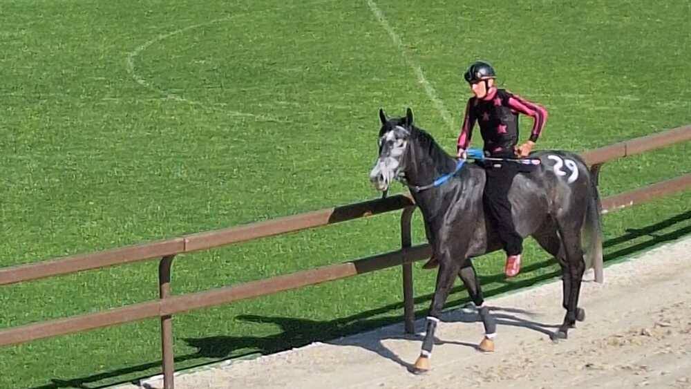 Corse di addestramento Palio di Legnano 14 aprile 2024