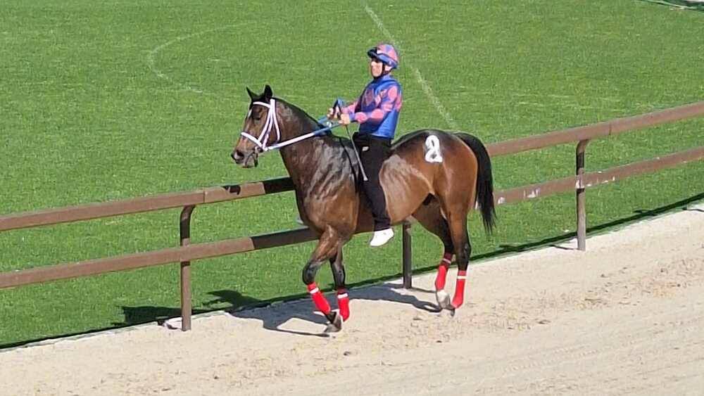 Corse di addestramento Palio di Legnano 14 aprile 2024